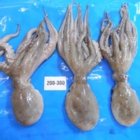 Frozen Octopus Whole