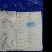 Frozen Vannamei HLSO