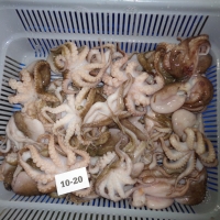 Frozen Octopus