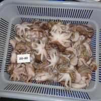 Frozen Octopus