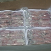 Frozen Squid
