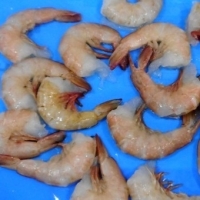 Frozen Pink Brown Shrimps Hlso
