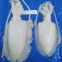 Frozen Cuttle Fish Cleaned