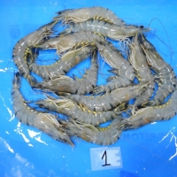Frozen Black Tiger Headon