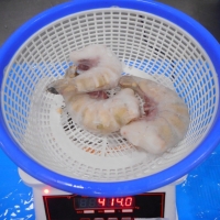 Frozen Iqf Shrimps