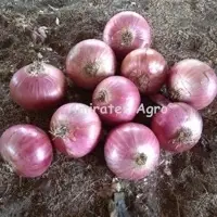 Fresh Indian Onion
