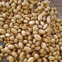 Fresh Potato