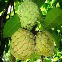 Annona Squamosa Extract