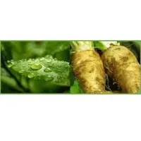 Inulin Chicory