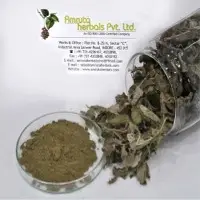 Gymnema Extract (25% to 75%)