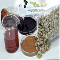 Tribulus Extracts (20% to 60%)