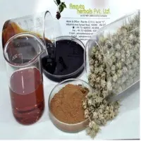 Tribulus Extracts (20% to 60%)