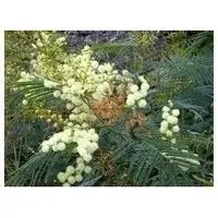 Albizia Lebbeck Bark Extracts