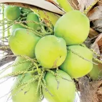 Green Coconuts