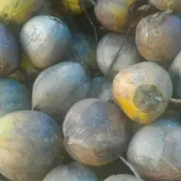 Old Coconut