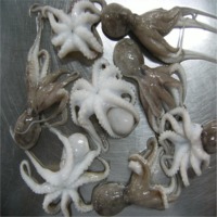 Baby Octopus