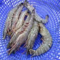 Black Tiger Shrimp