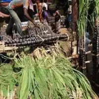 Sugar Cane Black