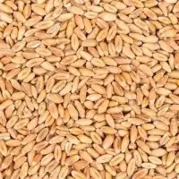 Wheat Grain