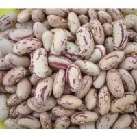 White Kidney Bean