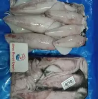 Frozen Squid Whole