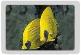 Red Sea Fish