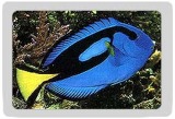 Srilanka marine fish