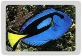 Srilanka marine fish