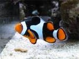 Captive bred marine fish