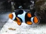 Captive bred marine fish