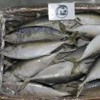 Indian Mackerel