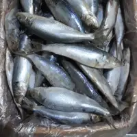 Sardine