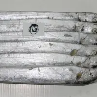 Ribbon Fish