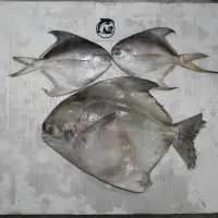 Black Pomfret
