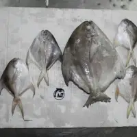 White Pomfret