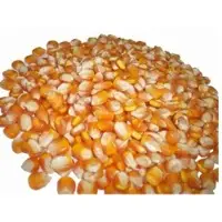 Indian Yellow Maize