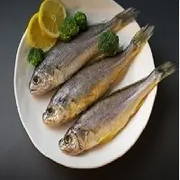 The Yellow Corvina Fish