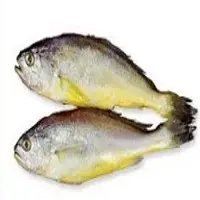 Korean Yellow Corvina Fish