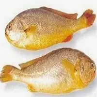 Korean Tasty Yellow Corvina Fish