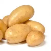Potato