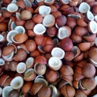 Dry Coconut
