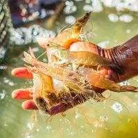 White King Prawn (Penaeus Vannamei)
