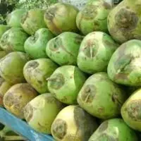 Tender Coconut