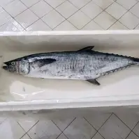 King Fish Mackerel (Spanish Mackerel)
