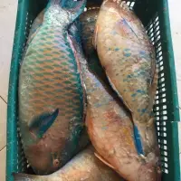 Parrot Fish