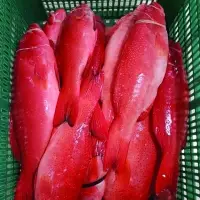 Tiger Sunu (Grouper Fish)