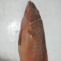 Sunu Papa Fish
