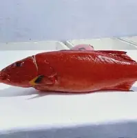 Sunu Gunting (Grouper Fish)