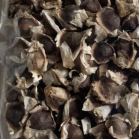 Moringa Seeds