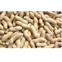 Groundnut